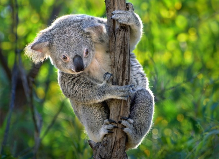 koala sumchatoe avstraliya 5312 700x508 Коала   Koala