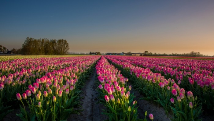 niderlandy polya cvety 6704 700x397 Поле тюльпанов   Tulip field