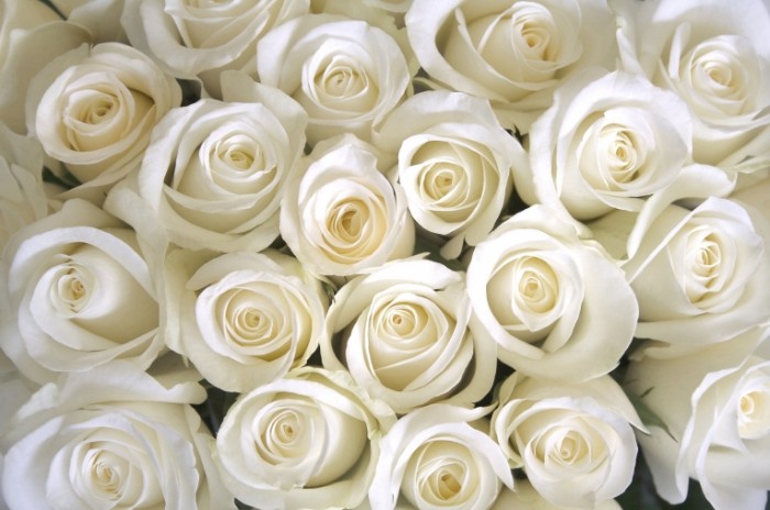 roses white rozy belye 700x464 Белые розы   White roses