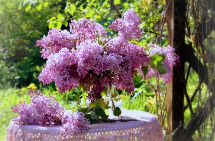 siren buket vesna 700x459 Сирень   Lilac