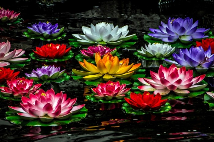 vodyanye lilii lilii 700x465 Водяные лилии   Water lilies