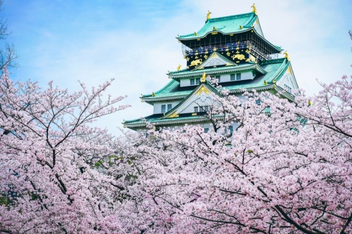 yaponiya zamok pagoda sakura 700x465 Сакура   Sakura