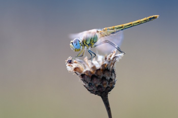 Strekoza i tsvetok Dragonfly and flower 700x465 Стрекоза и цветок   Dragonfly and flower