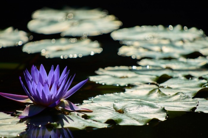 Vodyanaya liliya Water lily 700x466 Водяная лилия   Water lily