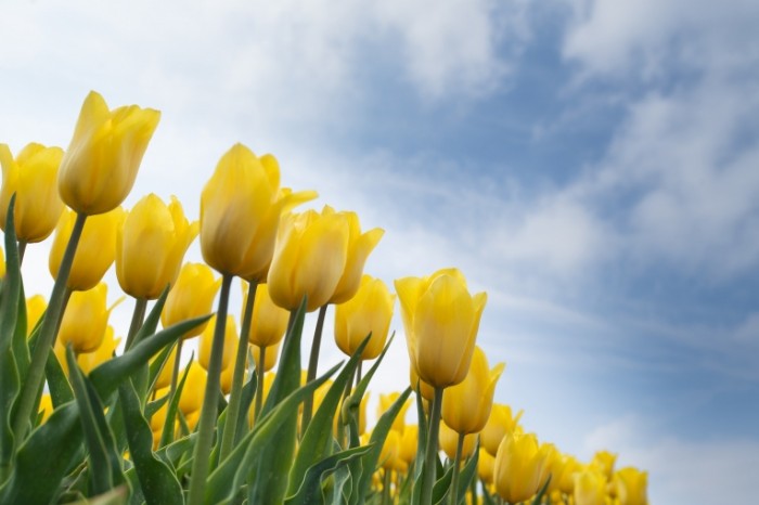 ZHeltyie tsvetyi Yellow flowers 700x466 Желтые цветы   Yellow flowers