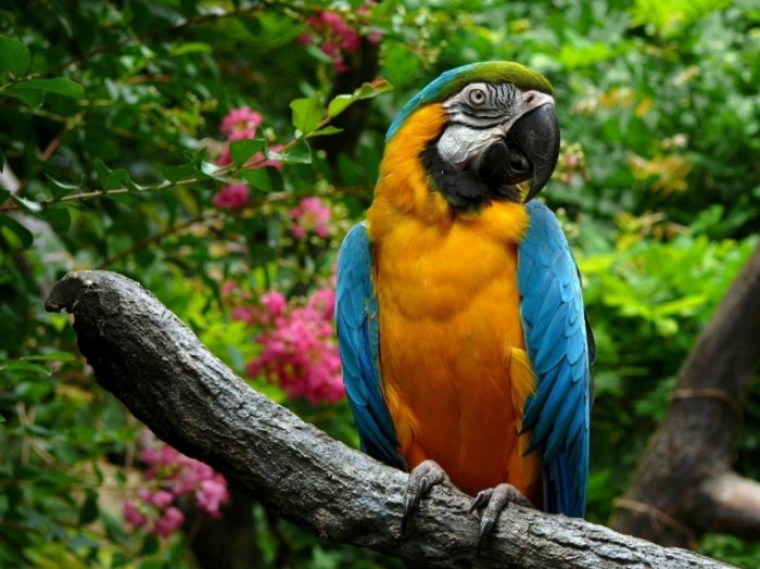 animals parrots branches 1920x 2560x1920 animalhi.com  700x524 Попугай природа   Parrot nature