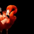 Фламинго - Flamingo