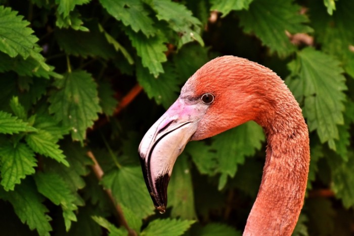 Flamingo Flamingo1 700x466 Фламинго   Flamingo