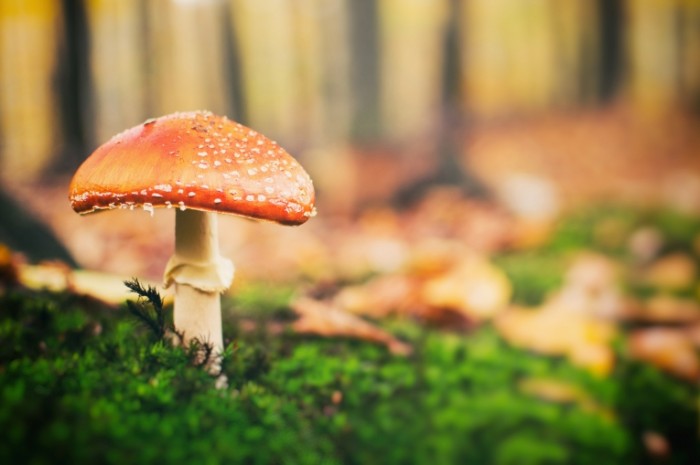 Grib v lesu Mushroom in the forest 700x465 Гриб в лесу   Mushroom in the forest