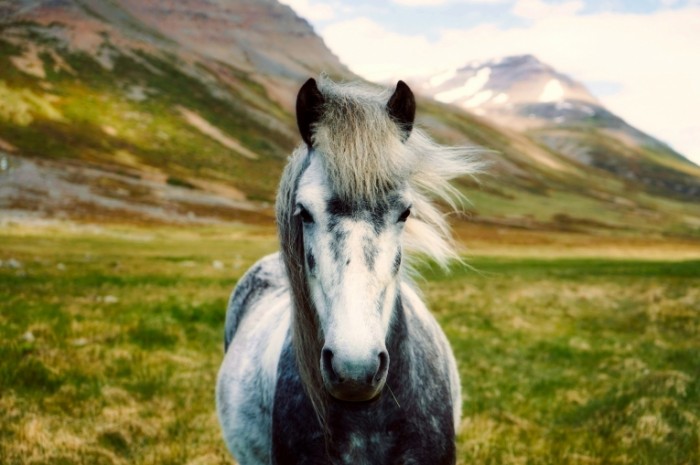 Loshad Horse 700x465 Лошадь   Horse