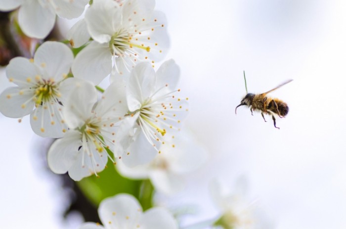 Pchela i tsvetyi Bee and flowers 700x463 Пчела и цветы   Bee and flowers