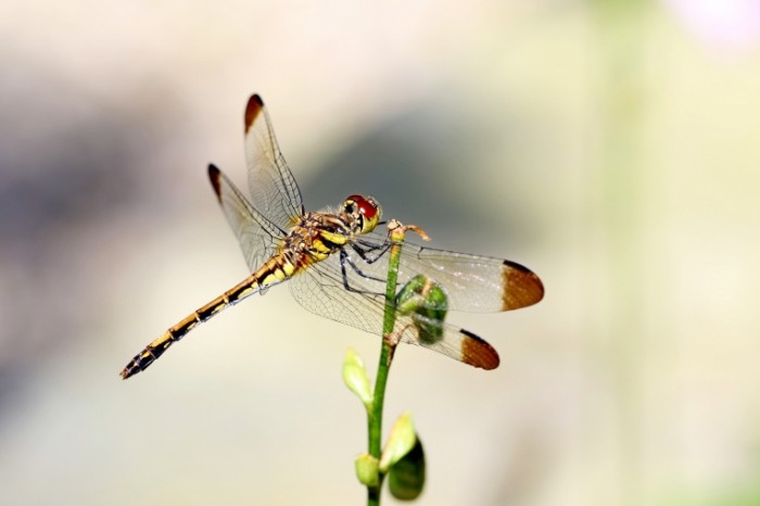 Strekoza Dragonfly 700x466 Стрекоза   Dragonfly