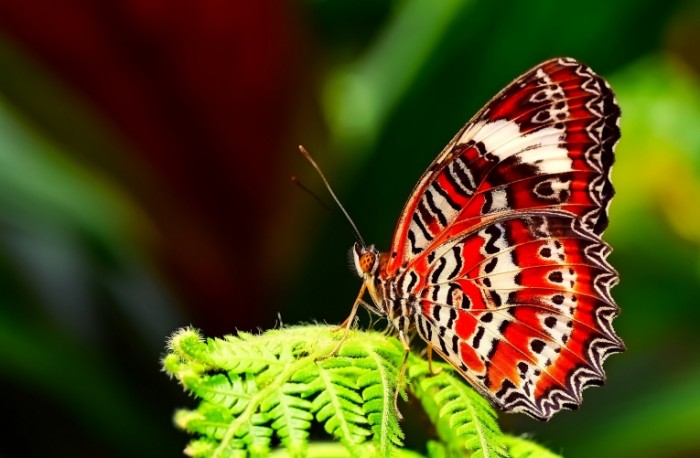 Babochka Butterfly 700x458 Бабочка   Butterfly