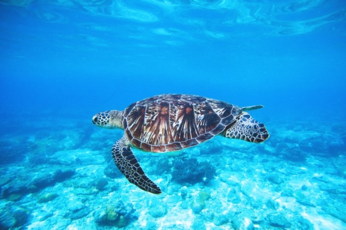 CHerepaha v okeane Tortoise in the ocean 700x465 Черепаха в океане   Tortoise in the ocean