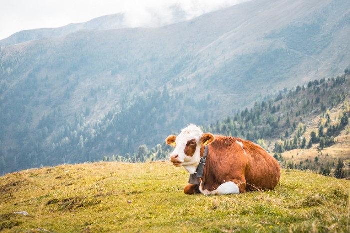 Korova Cow 700x466 Корова   Cow