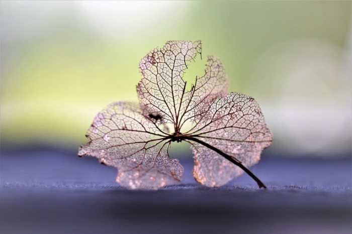 Listok dereva Tree leaf 700x466 Листок дерева   Tree leaf