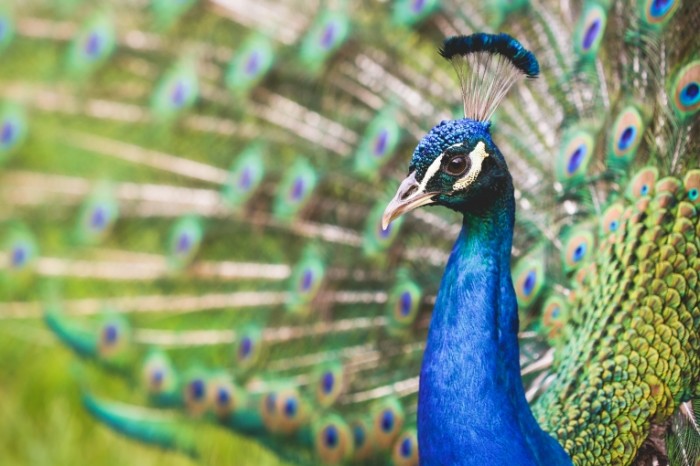 Pavlin Peacock 700x466 Павлин   Peacock