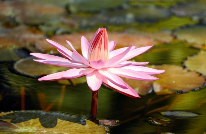 Vodyanaya liliya Water lily 700x457 Водяная лилия   Water lily