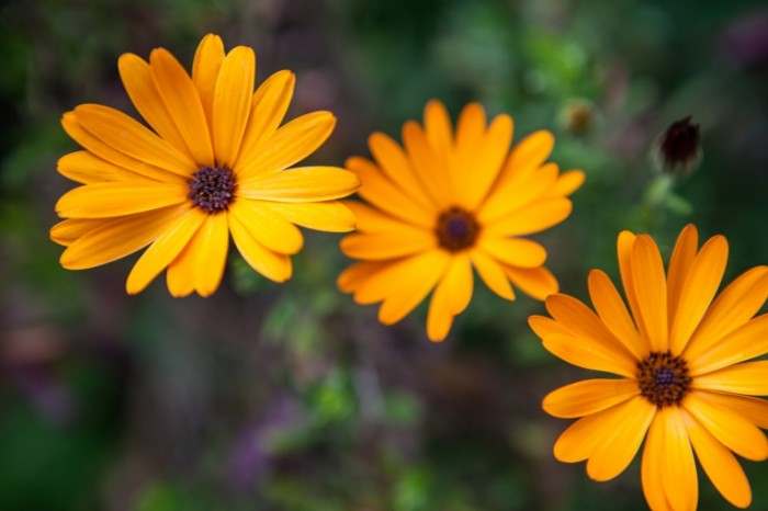 ZHeltyie tsvetyi Yellow flowers 700x466 Желтые цветы   Yellow flowers