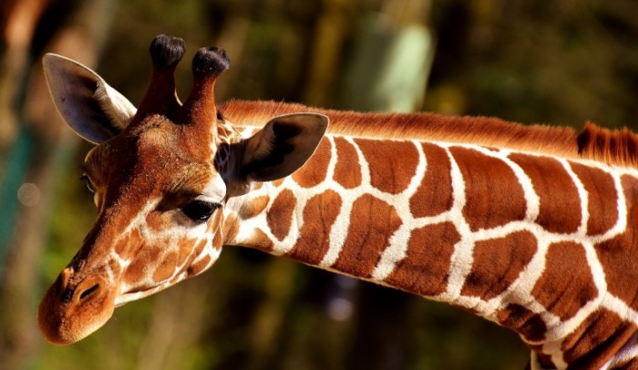 ZHiraf Giraffe 700x406 Жираф   Giraffe