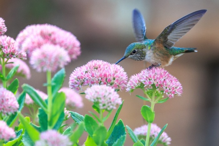 Kolibri i tsvetyi Hummingbirds and flowers 700x466 Колибри и цветы   Hummingbirds and flowers