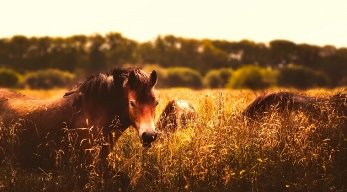 Loshadi v pole Horses in the field 700x387 Лошади в поле   Horses in the field