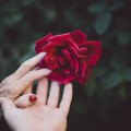 Руки, роза - Hands, rose