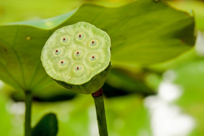 TSvetok lotosa Lotus flower 700x466 Цветок лотоса   Lotus flower