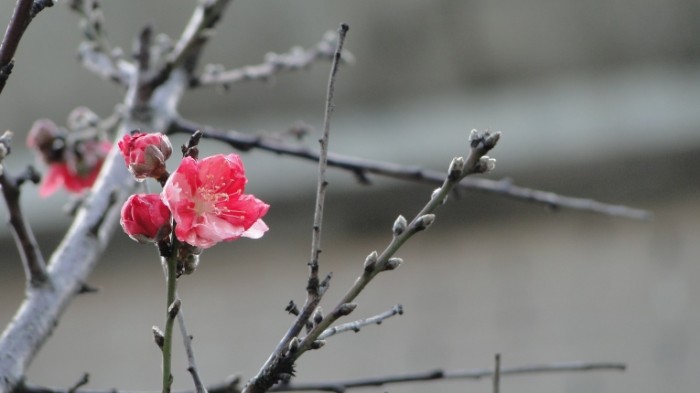 TSvetok vetki Flower branches 700x393 Цветок, ветки   Flower, branches