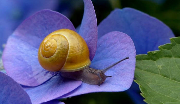 Ulitka Snail 700x403 Улитка   Snail