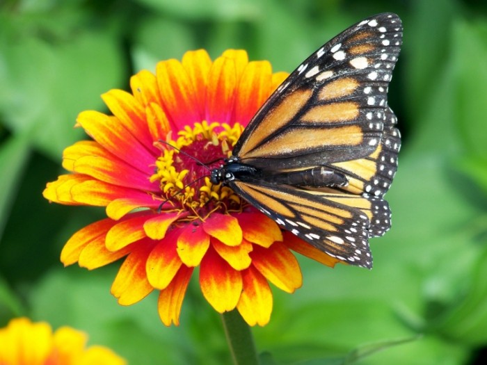 Babochka tsvetok Butterfly flower 700x525 Бабочка, цветок   Butterfly, flower