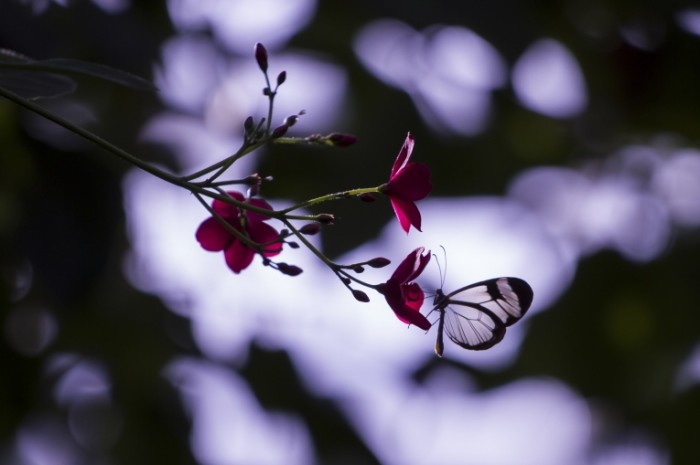 Babochka tsvetyi Butterfly flowers 700x465 Бабочка, цветы   Butterfly, flowers