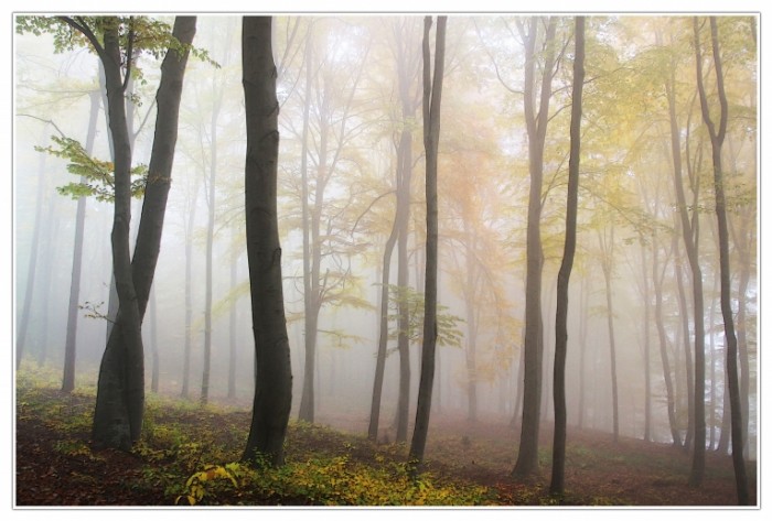 Les tuman osen Forest fog autumn 700x473 Лес, туман, осень   Forest, fog, autumn