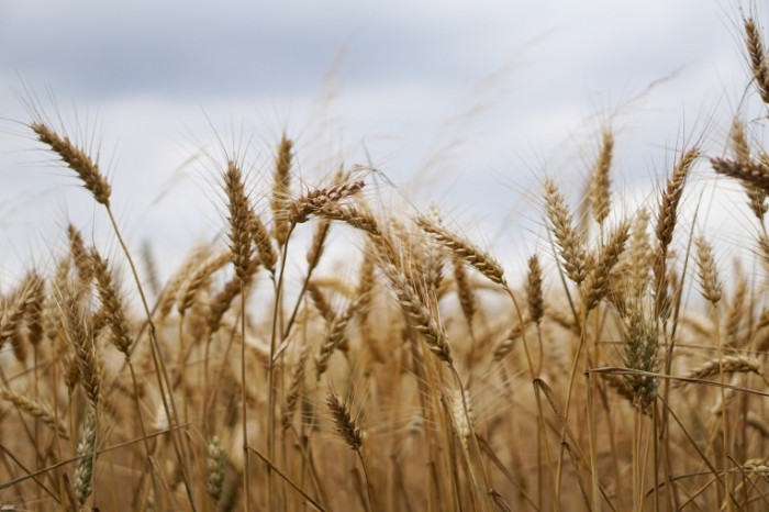 Pole pshenitsyi Wheat field 700x466 Поле пшеницы   Wheat field