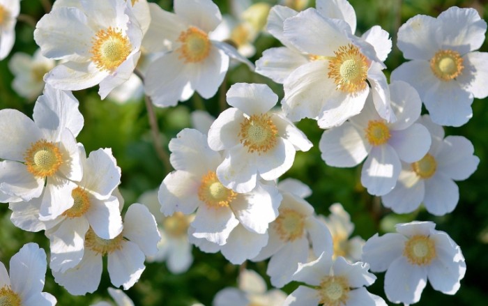 Belyie tsvetyi White flowers 700x439 Белые цветы   White flowers