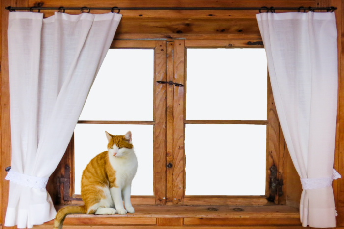 Kot okno Cat window 700x466 Кот, окно   Cat, window