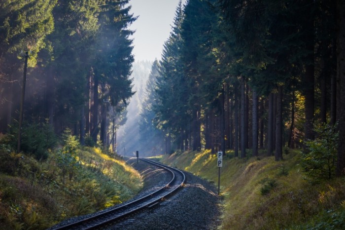 Les Forest 700x466 Лес   Forest