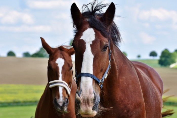 Loshadi Horses 700x466 Лошади   Horses