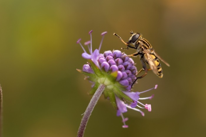 Osa tsvetok Wasp flower 700x465 Оса, цветок   Wasp, flower