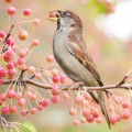 Птица, ягоды - Bird, berries