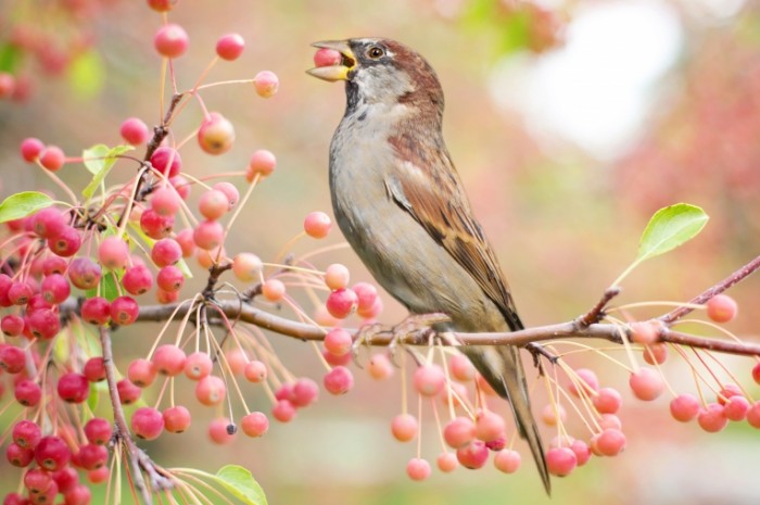 Ptitsa yagodyi Bird berries 700x465 Птица, ягоды   Bird, berries