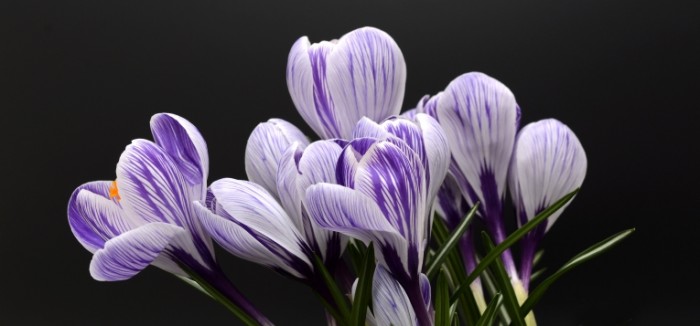 TSvetyi krokusyi Flowers of crocus 700x326 Цветы крокусы   Flowers of crocus