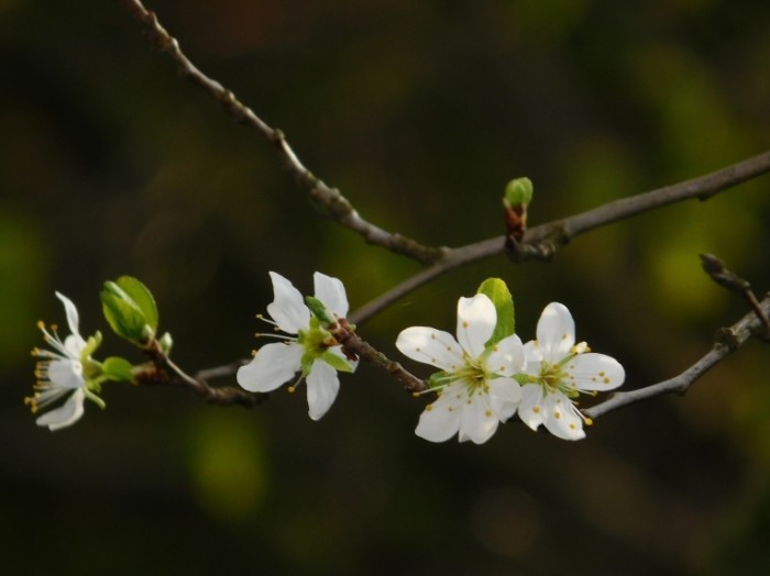 TSvetyi vesna Flowers spring 700x524 Цветы, весна   Flowers, spring