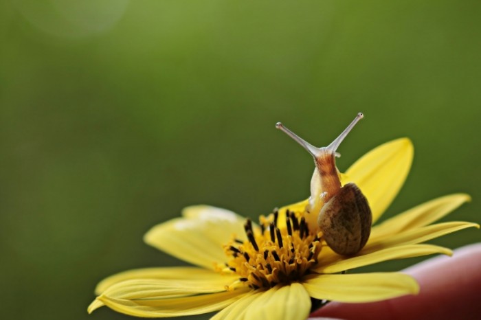 Ulitka tsvetok Snail flower 700x466 Улитка, цветок   Snail, flower