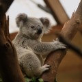 Коала - Koala