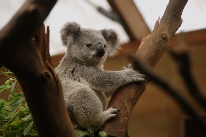 Kolala Koala 700x465 Коала   Koala