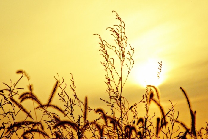 Pole rasteniya Field plants 700x466 Поле, растения   Field, plants