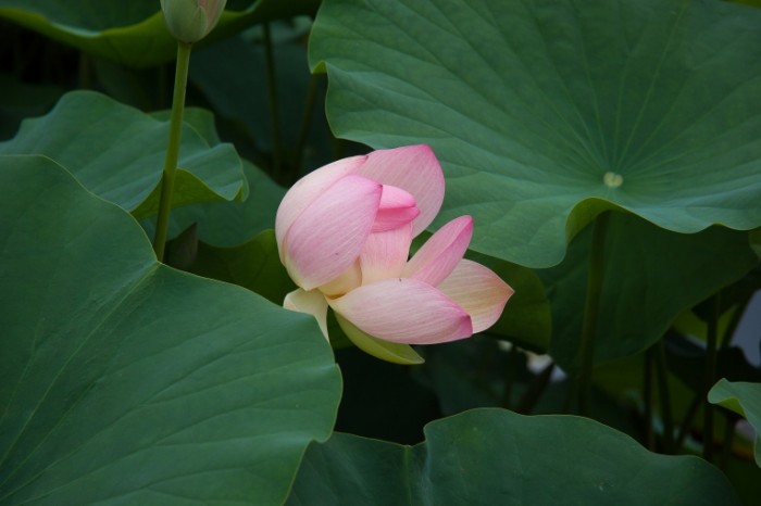 Vodyanaya liliya Water lily 700x466 Водяная лилия   Water lily