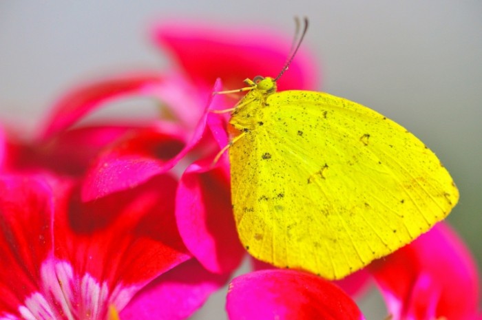 Babochka Butterfly 700x465 Бабочка   Butterfly