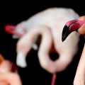 Фламинго - Flamingo